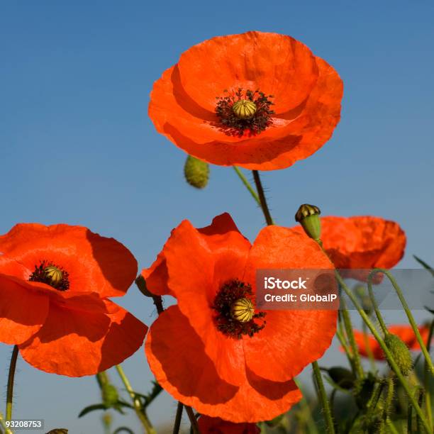 Photo libre de droit de Coquelicots banque d'images et plus d'images libres de droit de Carré - Composition - Carré - Composition, Ciel sans nuage, Couleur vive