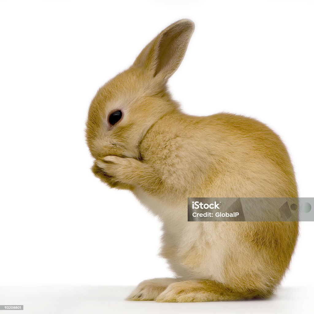 Shy rabbit  Profile View Stock Photo