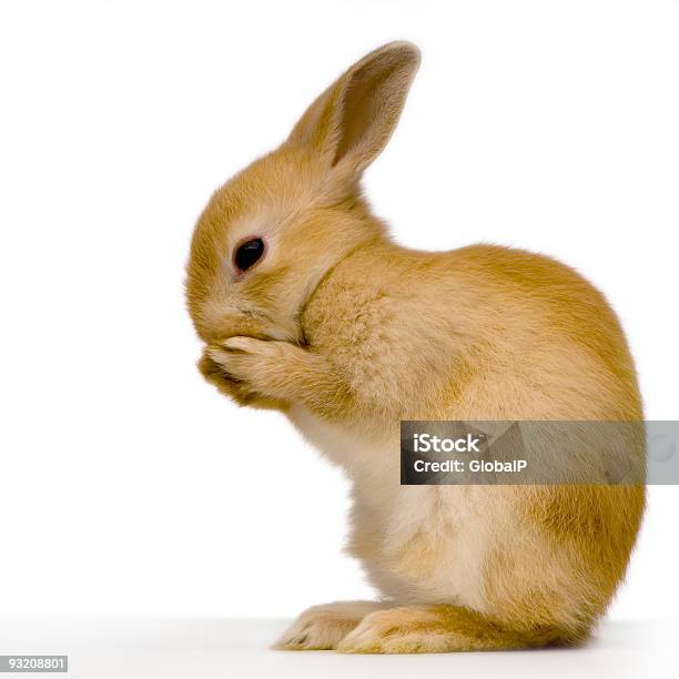 Shy Rabbit Stock Photo - Download Image Now - Profile View, Rabbit - Animal, Animal