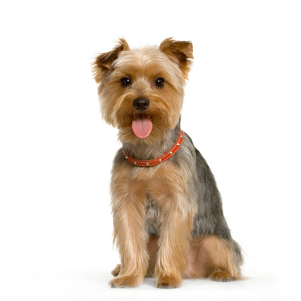 yorkshire terrier - yorkshire terrier zdjęcia i obrazy z banku zdjęć