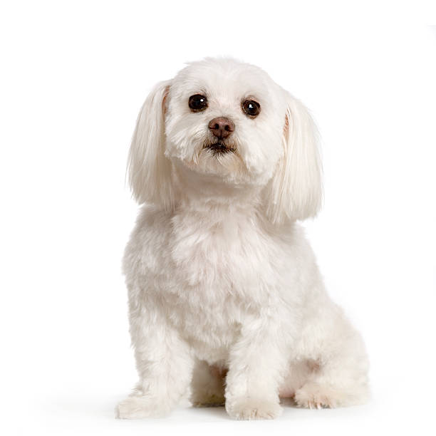 Maltese  maltese dog stock pictures, royalty-free photos & images