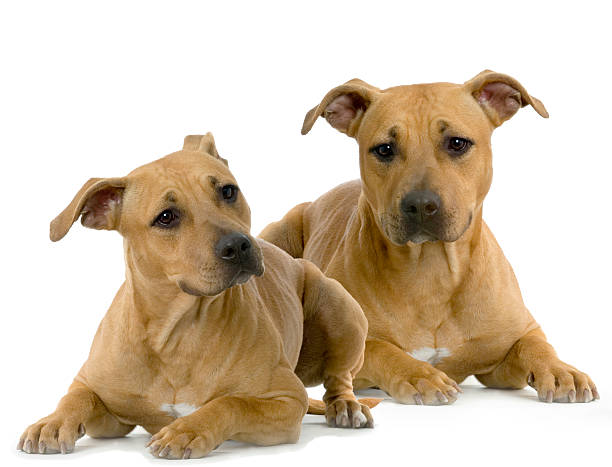 istock American Staffordshire terrier 93208846