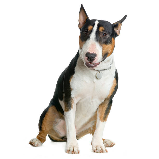 ブルテリア - american staffordshire terrier bull terrier terrier purebred dog ストックフォトと画像