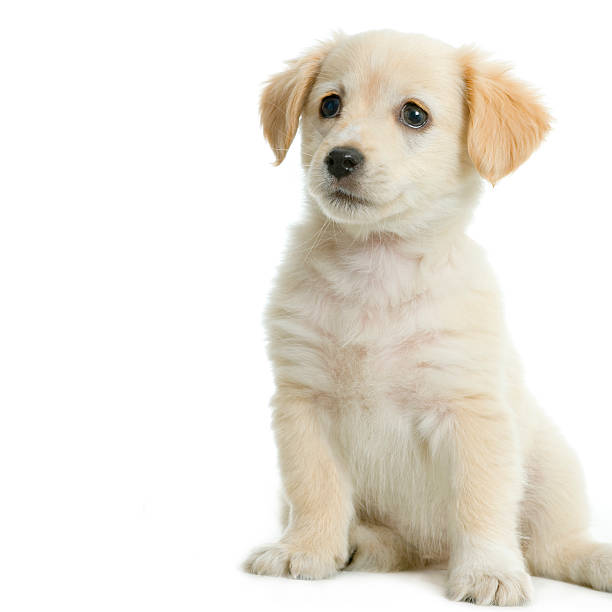 istock A cream colored Labrador retriever puppy sitting 93208928