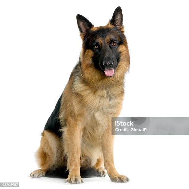 Adult German Shepherd Dog Sitting With Tongue Out Stock Photo - Download Image Now - German Shepherd, White Background, Animal