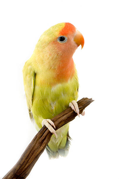 istock Beautiful love bird parakeet standing on a branch 93209048
