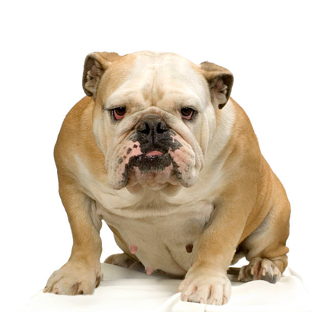 istock Isolated English bulldog on white background 93209076