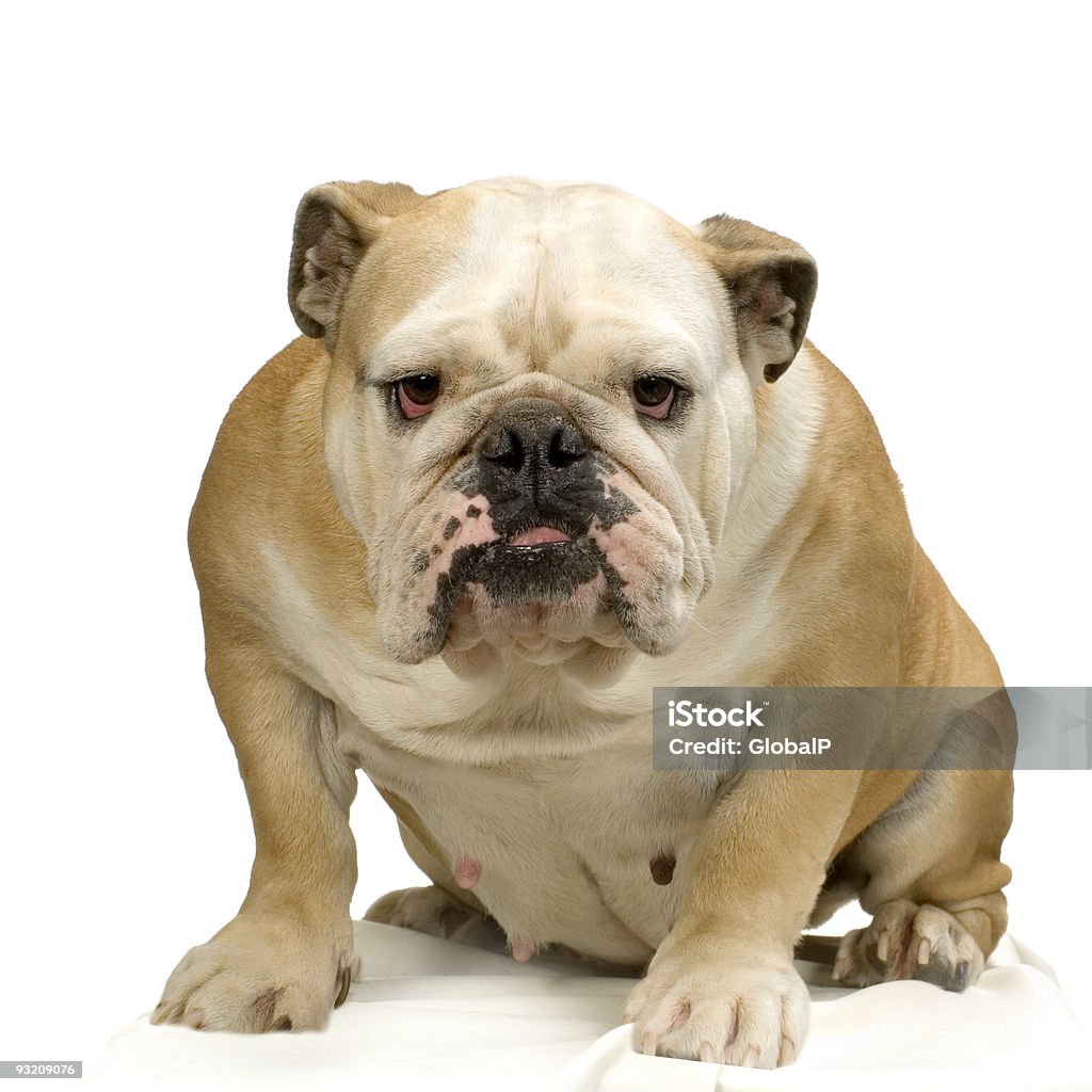 Isolated English bulldog on white background english bulldog cream and white sitting in front of white background. Animal Stock Photo