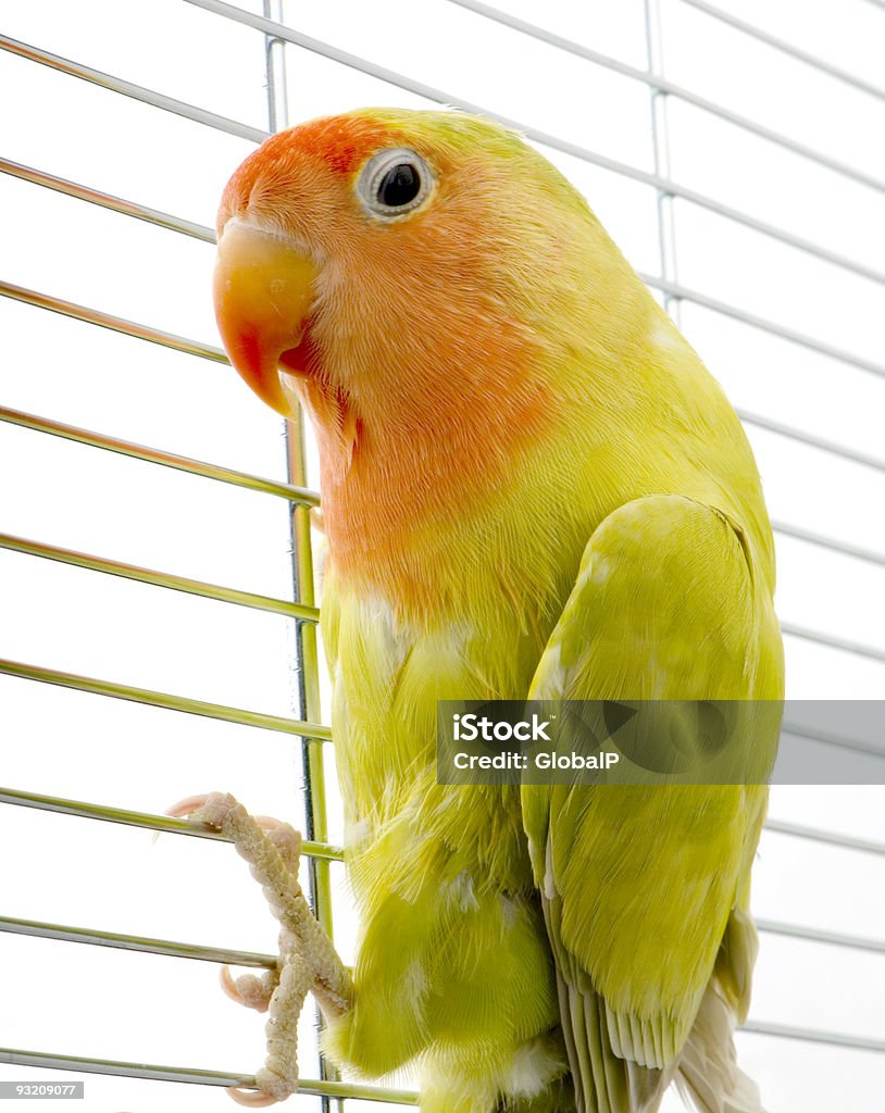 Amore bird - Foto stock royalty-free di Amicizia