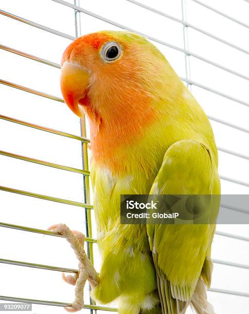 Amore Bird - Fotografie stock e altre immagini di Amicizia - Amicizia, Amore, Animale