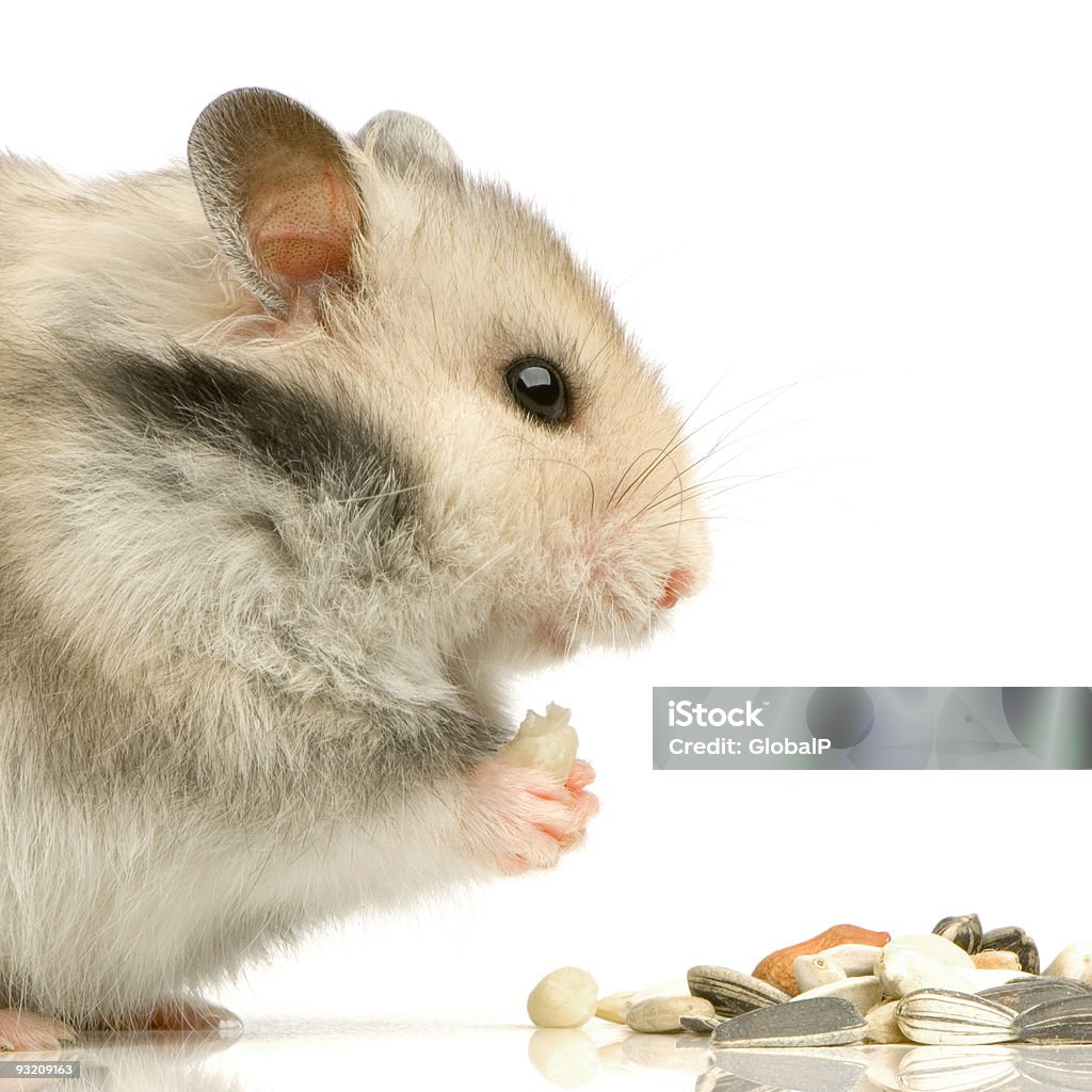 Hamster  Animal Stock Photo