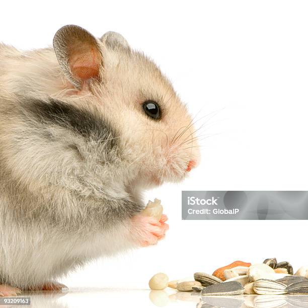 Hamster Stock Photo - Download Image Now - Animal, Animal Hair, Animal Nose