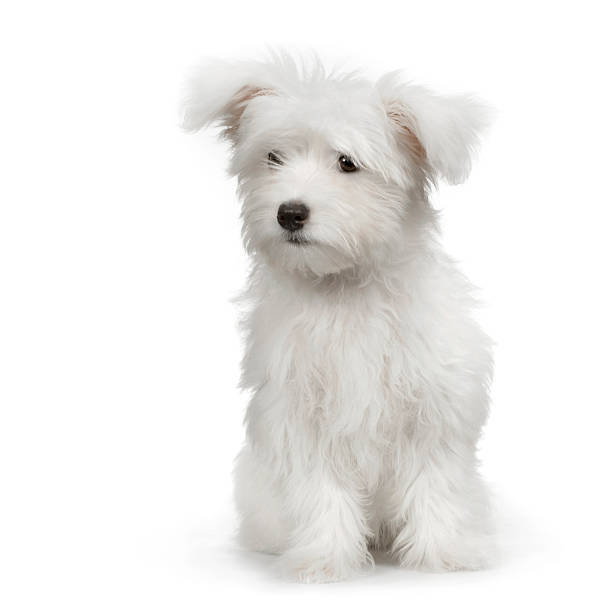 istock White Maltese dog sitting on white background 93209169