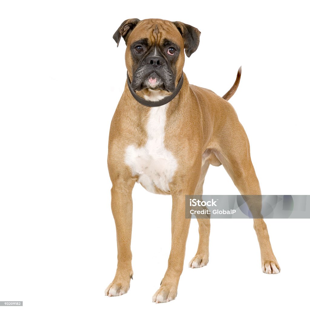 Brown boxer dog stood up on white background Boxer standing in front of white background Boxer - Dog Stock Photo