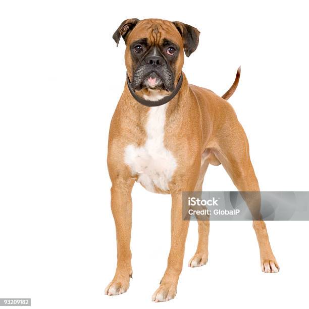 Brown Boxer Dog Stood Up On White Background Stock Photo - Download Image Now - Boxer - Dog, Standing, Animal