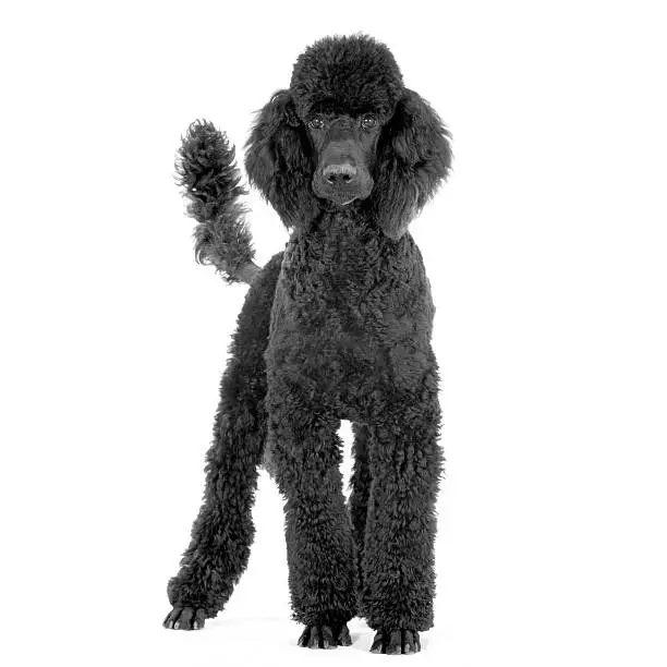 Photo of groomed black royal Poodle standing up in front
