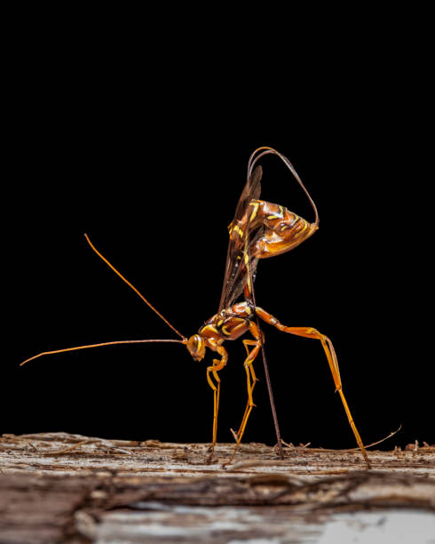 Uma vespa gigante do Ichneumon - foto de acervo