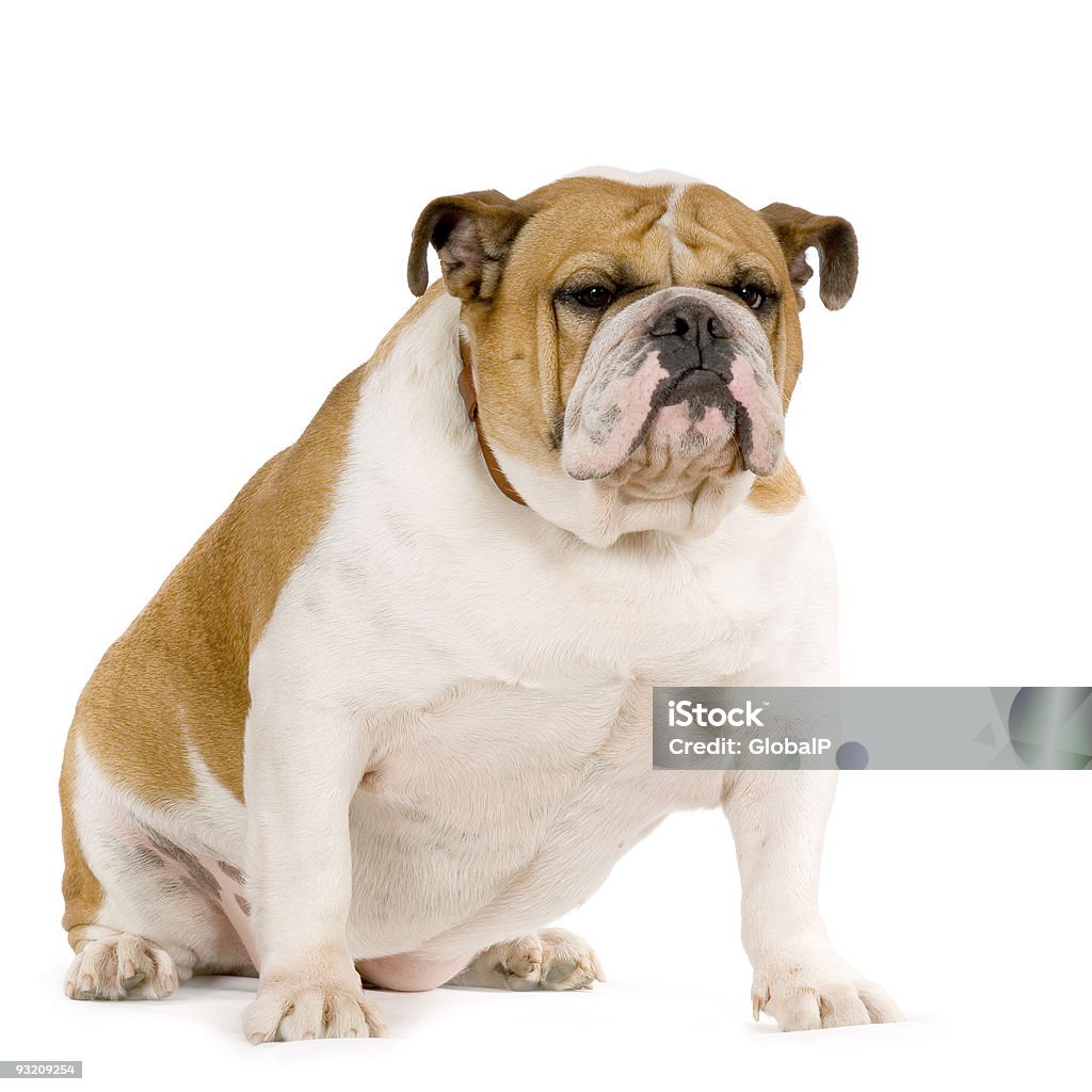 Bouledogue anglais - Photo de Animaux de compagnie libre de droits