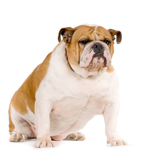 istock An English bulldog on a white background 93209254