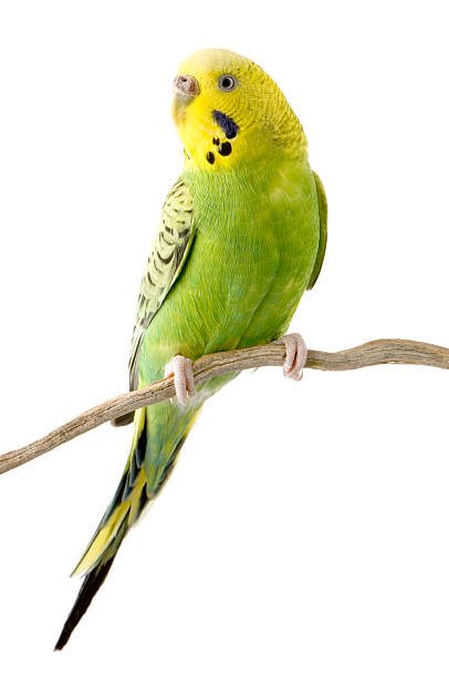 Yellow and green budgie on tree branch against white