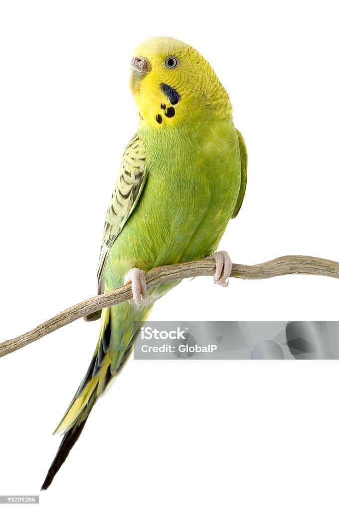 Amarelo e verde budgie - Royalty-free Periquito Foto de stock