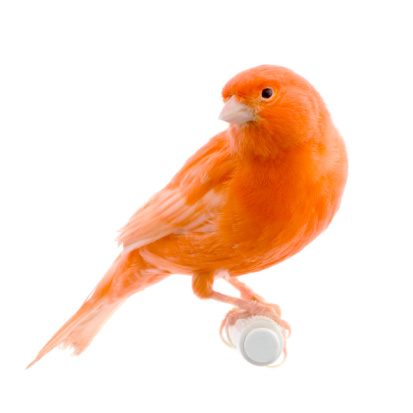 Rojo canary en su ubicación photo