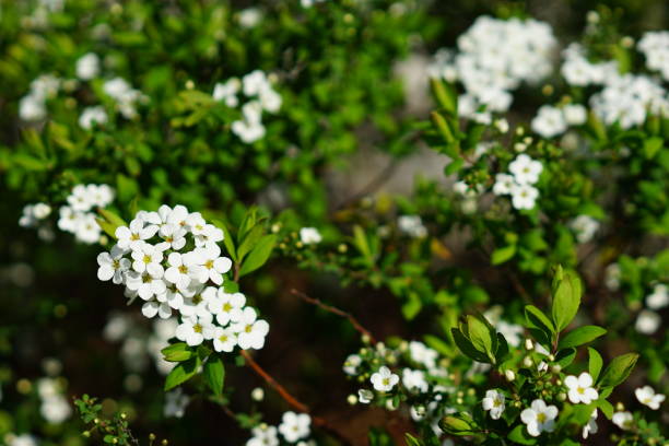 istock Small flower in Tokyo 932094258
