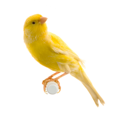 small siskin bird on the stump looks down on a blurry brown background