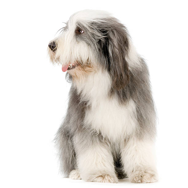 Bobtail Dog Perro Viejo Pastor Ingles Stock Photo 1162963276