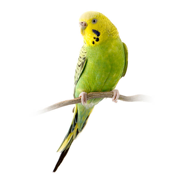istock Green and yellow budgie standing on a branch 93209486