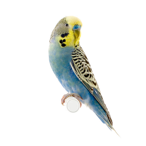 yellow and blue budgie  budgerigar photos stock pictures, royalty-free photos & images