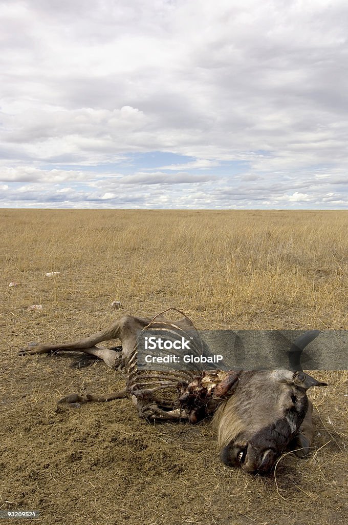 hard Gesetz des Dschungels - Lizenzfrei Afrika Stock-Foto