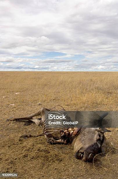 Hard Gesetz Des Dschungels Stockfoto und mehr Bilder von Afrika - Afrika, Ausgedörrt, Ebene