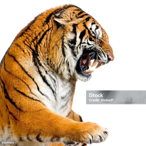 Tigers Warczeć - zdjęcia stockowe i więcej obrazów Tygrys - Tygrys, Agresja, Wściekły