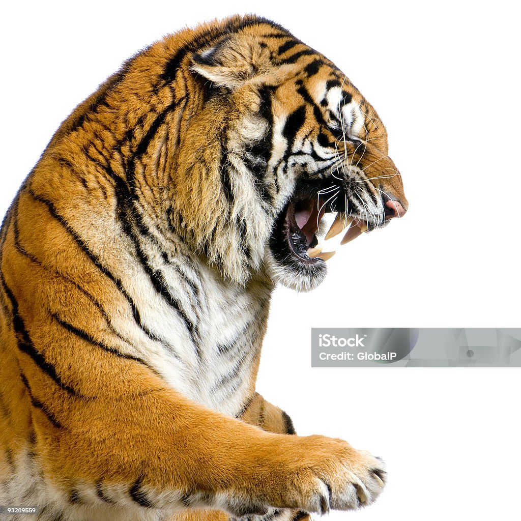 Tigre s Rosnar - Royalty-free Tigre Foto de stock