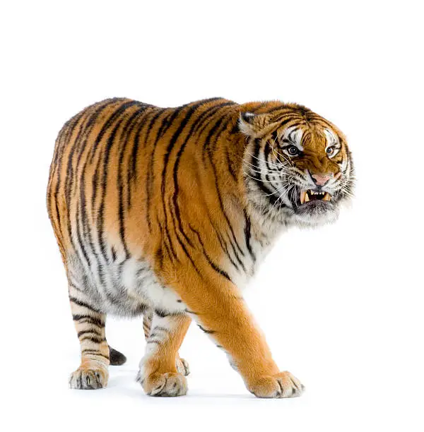 Photo of Tiger walking
