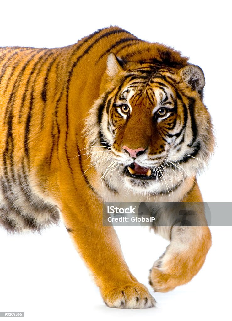 Tygrys do chodzenia - Zbiór zdjęć royalty-free (Tygrys)