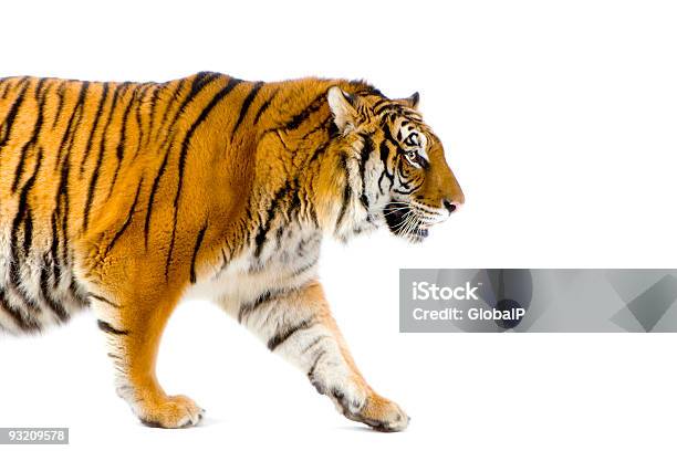 Tiger 걷기 흰색 배경에 대한 스톡 사진 및 기타 이미지 - 흰색 배경, 몰래 접근하다, 야생고양이-고양잇과