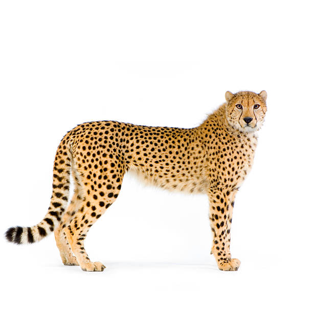 Lone cheetah standing up on white background studio Shots of Cheetah standing up in front on a white background and looking at the camera. big cat photos stock pictures, royalty-free photos & images