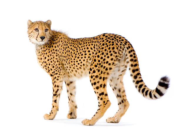 istock Adult cheetah looking back on a white background 93209580
