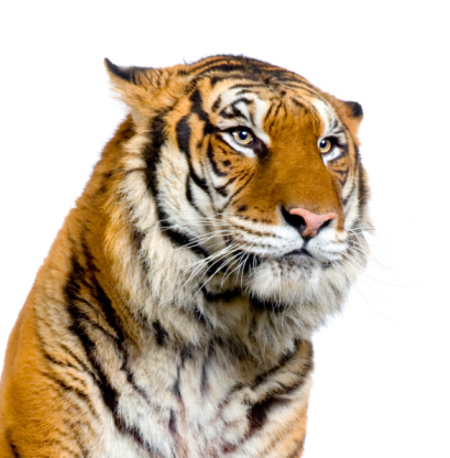 close-up on a Tiger's face in front of a white background.