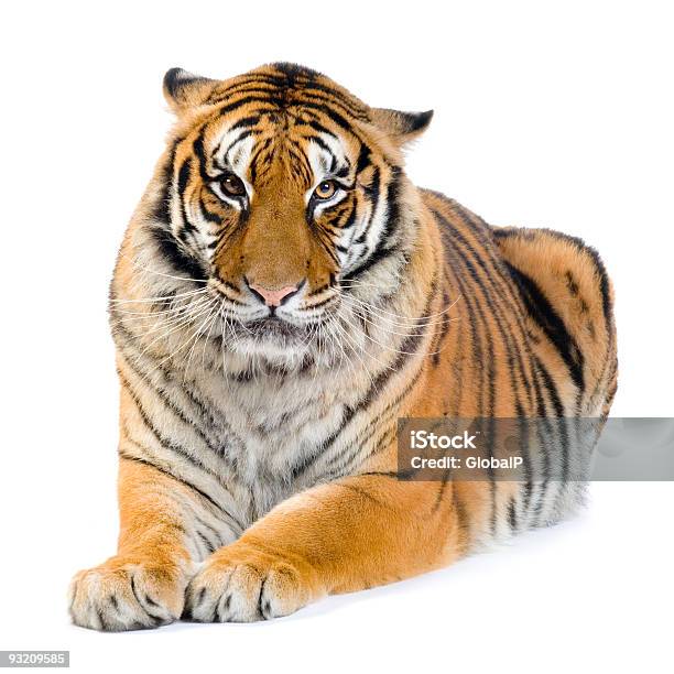 Tiger Liegen Stockfoto und mehr Bilder von Tiger - Tiger, Liegen, Weißer Hintergrund