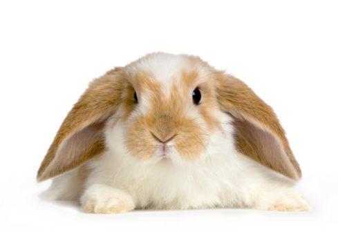 This is a photograph of two pet gray rabbits indoors.