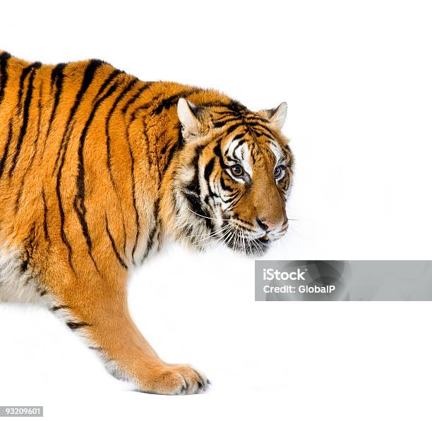 Foto de Tiger De Caminhada e mais fotos de stock de Fundo Branco - Fundo Branco, Tigre-da-Sibéria, Andar