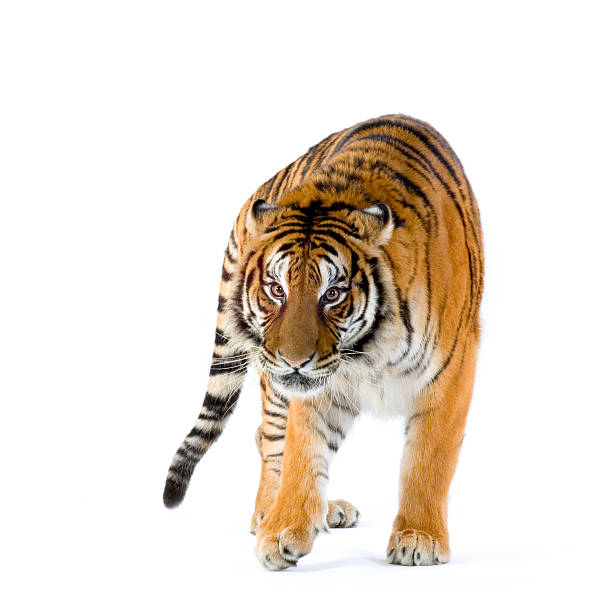 An orange tiger with black stripes walking Tiger walking in front of a white background.. prowling stock pictures, royalty-free photos & images