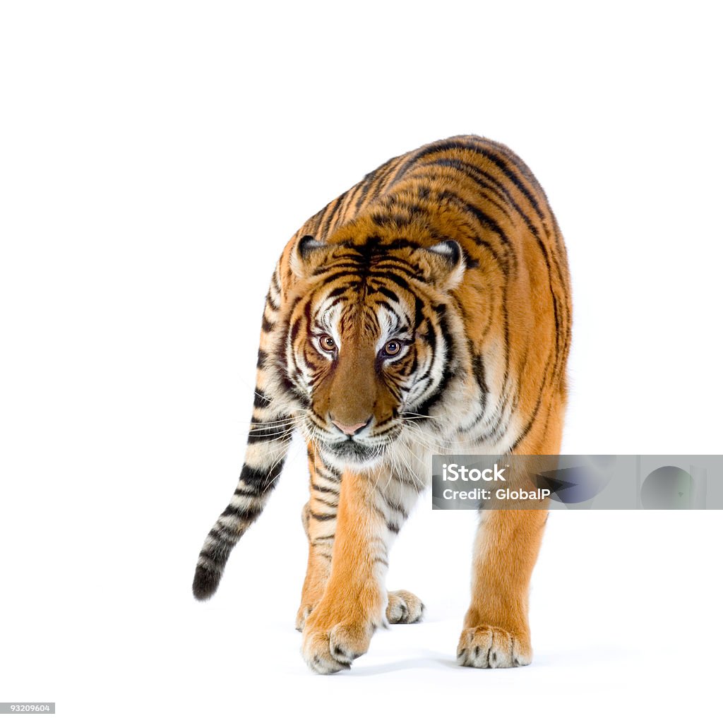 Tygrys do chodzenia - Zbiór zdjęć royalty-free (Tygrys)
