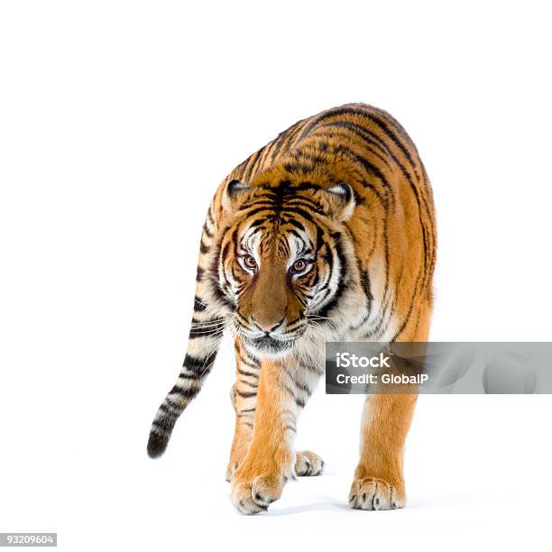 Tygrys Do Chodzenia - zdjęcia stockowe i więcej obrazów Tygrys - Tygrys, Neutralne tło, Łapa