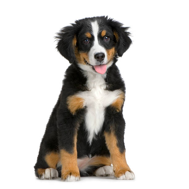 Puppy Bernese mountain dog  bernese mountain dog photos stock pictures, royalty-free photos & images