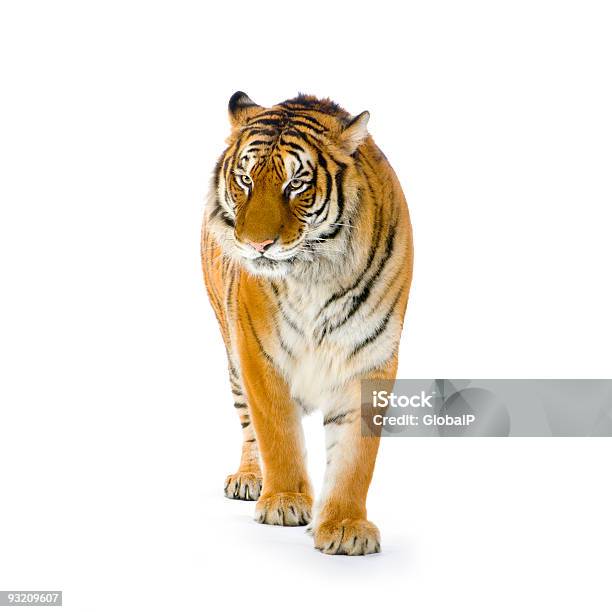 Tiger Steh Auf Stockfoto und mehr Bilder von Tiger - Tiger, Weißer Hintergrund, Königstiger
