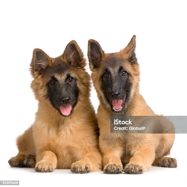 Couple Of Puppy Belgian Tervuren Stock Photo - Download Image Now - Animal, Belgian Sheepdog, Bodyguard